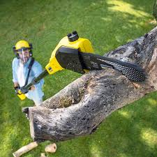 Reliable Dranesville, VA Tree Care Services Solutions