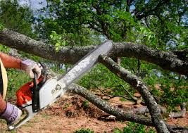 Best Tree Risk Assessment  in Dranesville, VA