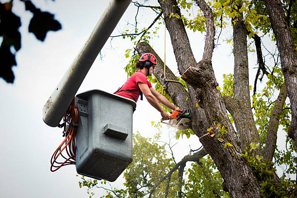 Best Tree Disease Treatment  in Dranesville, VA