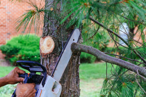 Leaf Removal in Dranesville, VA